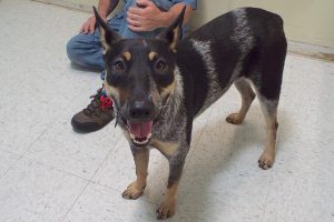 Picture of Shadow