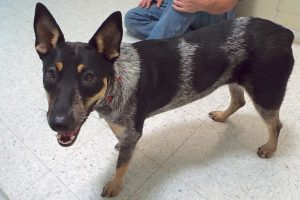 Picture of Shadow