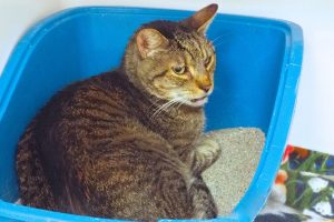 Picture of Tom Tom