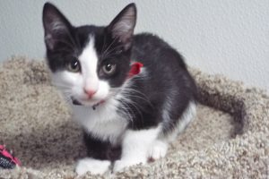 Picture of Beau