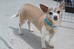 Picture of Coco