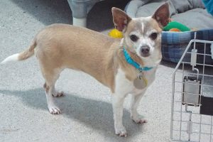 Picture of Coco