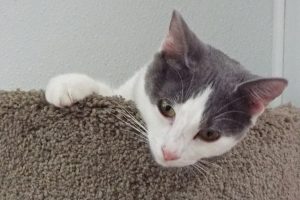 Picture of Jazz