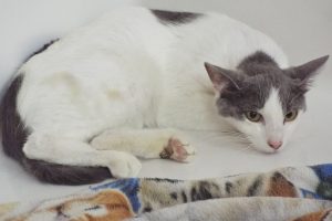 Picture of Jazz