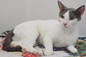 Picture of Jazz