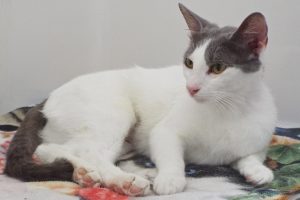 Picture of Jazz