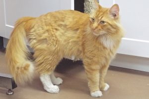 Picture of Orange