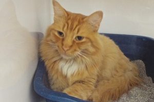 Picture of Orange