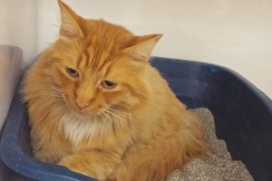Picture of Orange
