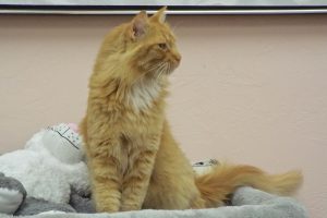Picture of Orange