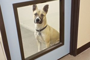 Picture of Princess