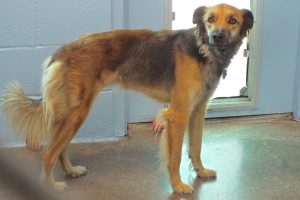 Picture of Shep