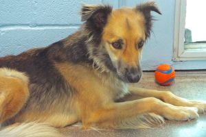 Picture of Shep