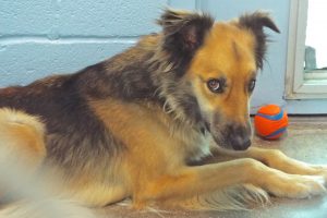 Picture of Shep