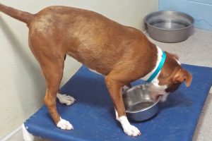 Picture of Snickers
