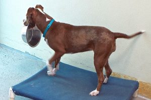 Picture of Snickers