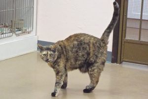 Picture of Zoey