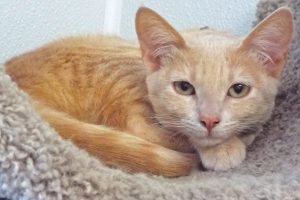 Picture of Buffy