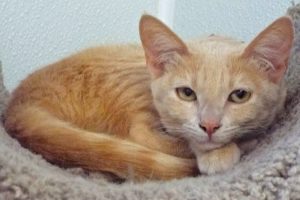 Picture of Buffy