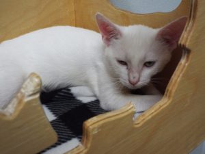 Picture of Buttons