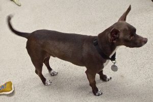 Picture of Harper