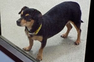 Picture of June Bug