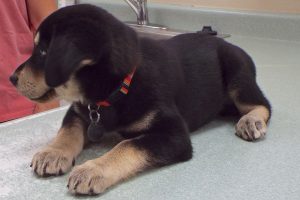 Picture of Maverick