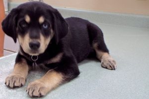 Picture of Maverick