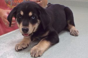 Picture of Maverick