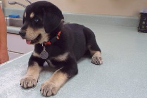 Picture of Maverick