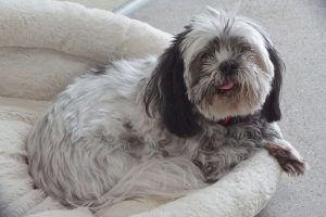 Picture of Oreo