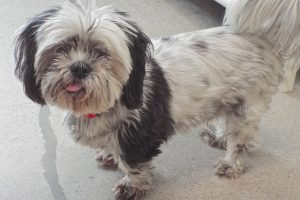 Picture of Oreo