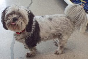 Picture of Oreo
