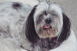 Picture of Oreo