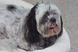 Picture of Oreo