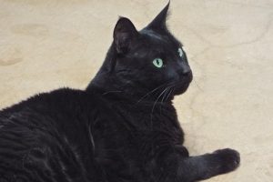 Picture of Pooky