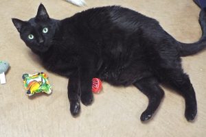 Picture of Pooky