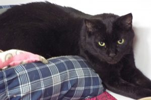 Picture of Pooky