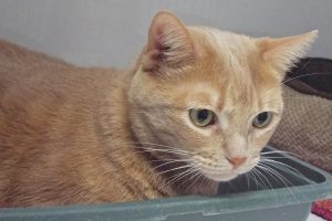 Picture of Roo