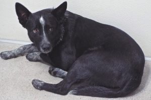 Picture of Rookie