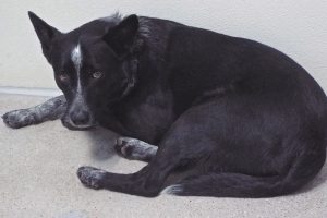 Picture of Rookie