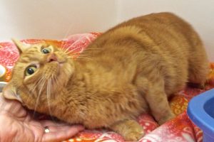 Picture of Scotch