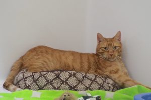 Picture of Scotch