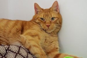 Picture of Scotch