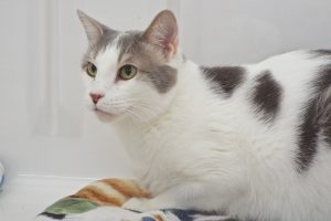 Picture of Soco