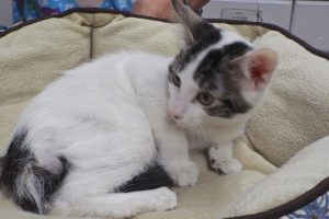 Picture of Banjo