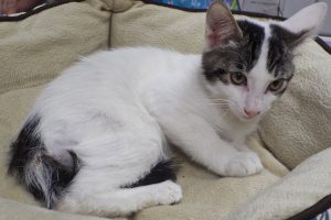 Picture of Banjo