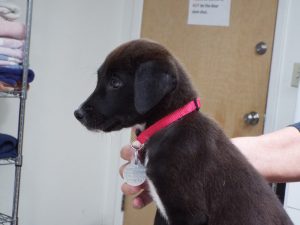 Picture of Candy