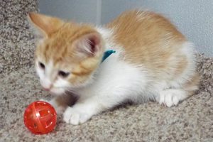 Picture of Cotton