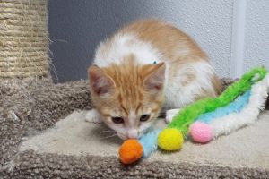 Picture of Cotton